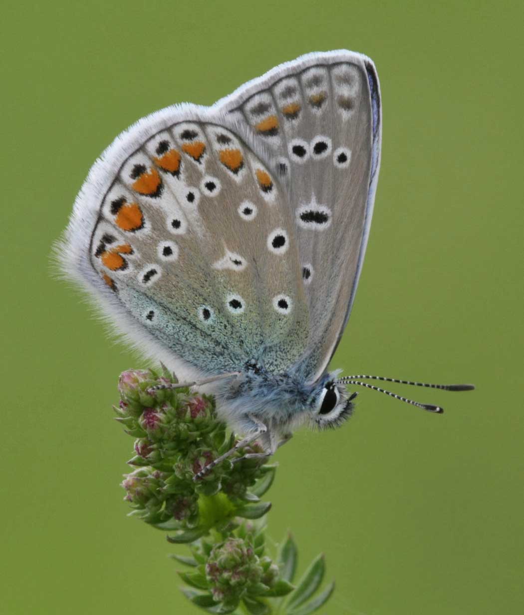 Polyommatus icarus